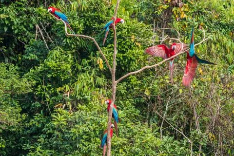 Flock of macaws standing in a three in the peruvian amazon jungle at madre de Stockfoto's