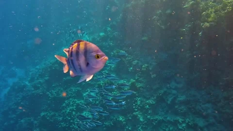 Flock of mackerel having a feeding and close up Striped Sergeant Major Video stock 177921967