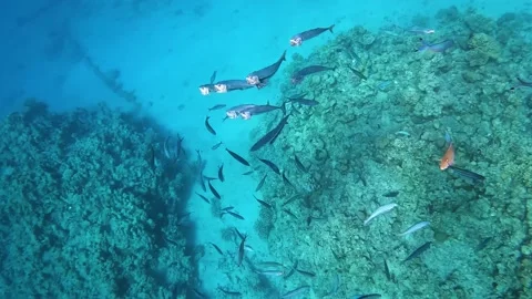 Flock of mackerel having a feeding in clystal clear water Video stock 177893180