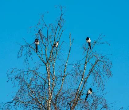 Flock of magpie crows resting at the top of a large birch tree. Stock Photos