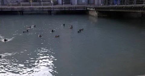 Flock of mallard ducks floating on the water canal Cagnan near the bridge Stock Footage 150156035