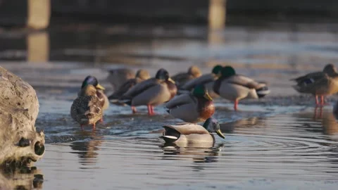A flock of Mallard ducks gathered on a partially frozen lake during winter. 스톡 동영상 333148534