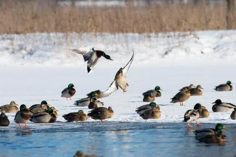 Flock of Mallard Ducks Stock-Fotos