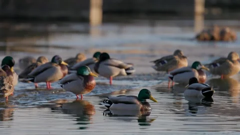 A flock of mallard ducks stands on the edge of melting ice and open water. Stock Footage 335705014
