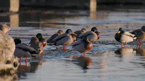 A flock of mallard ducks stands on the edge of melting ice and open water. 動画素材 335705015