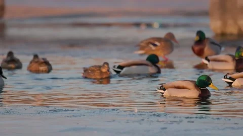 A flock of mallard ducks swims in an ice hole on a frozen winter lake. Drakes Video stock 335705013