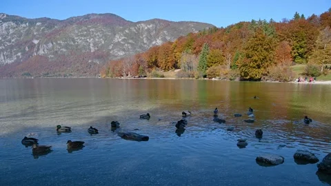 Flock of mallard ducks in water Stock Footage 172434247