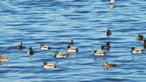 A flock of mallards courting Stock Footage 328707073