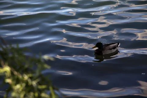 Flock of mallards by the lakeshore next to a tree seen up close Stock Photos