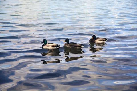 Flock of mallards by the lakeshore next to a tree seen up close Fotos Stock