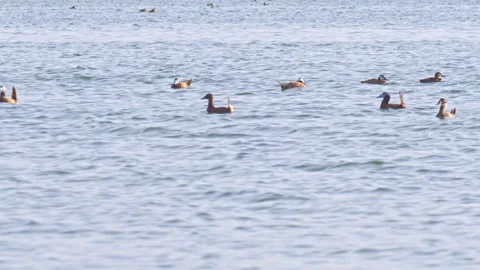 Flock of malvasía ducks, white-headed ducks, rated as endangered species Stock Footage 144406103