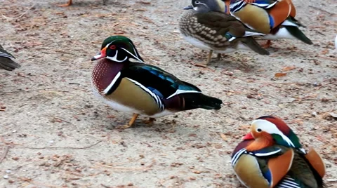 Flock of mandarin ducks on river shore Video stock 54485813