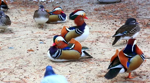 Flock of mandarin ducks on river shore Stock Footage 56774105