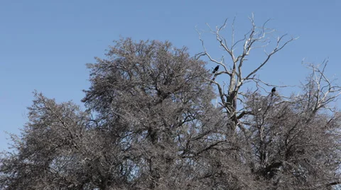 Flock Many Crows Ravens Black Birds Sitting Branch Tree Nature Wildlife Corvus Stock Footage 35303126