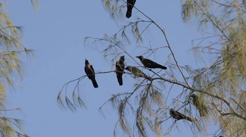 Flock Many Crows Ravens Black Birds Sitting Branch Tree Nature Fly Flight Flying Stock Footage 35303658