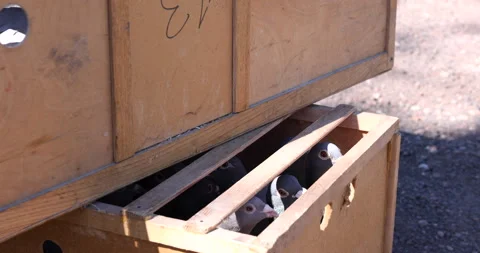 Flock of many different pigeons birds animals locked in a wood cage on a road Stock Footage 241106300