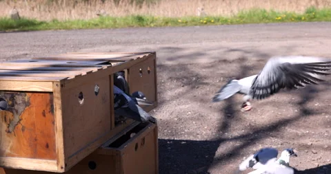 Flock of many different pigeons birds being released from a cage and fly Stock Footage 241107101