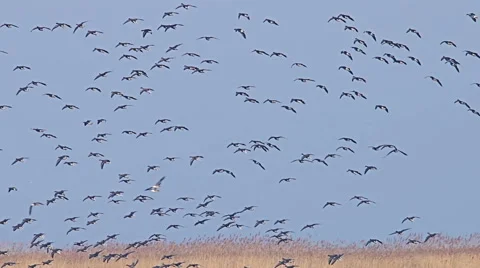 Flock of many Geese flying and landing in the lake Stock Footage 59608258