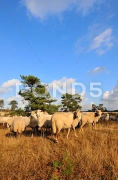 Flock with many sheep Stock Photos