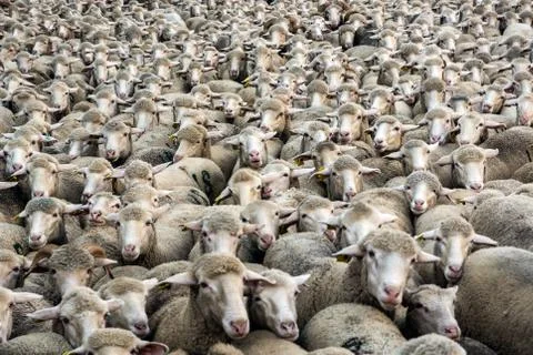 Flock of many sheep Stock Photos