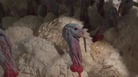 Flock of Many Turkeys Moves in Cage at Birds Farm. Stock Footage 248207610
