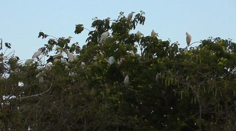 A flock of many white egrets roost Stock Footage 39948010