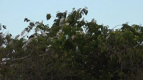 A flock of many white egrets roost in twilight Stock Footage 48886245