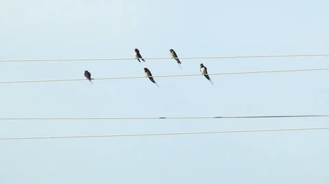 Flock of Martin Birds on the Wire Stock Footage 65430302
