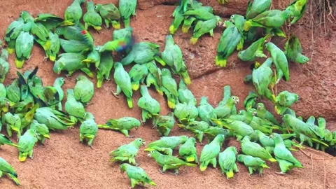 Flock of Mealy Amazon Parrots at a Clay Lick in the Ecuador Amazon Stock Footage 258810789