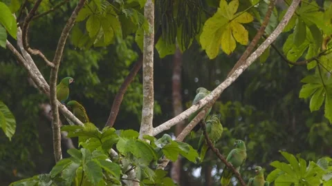 A flock of Mealy Parrots perches on a tree, blending with the lush canopy of 스톡 동영상 306046797