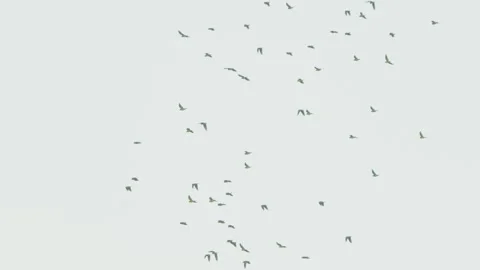 A flock of Mealy Parrots soars across the sky above Peru’s Amazon rainforest in Stockbeeldmateriaal 307496357