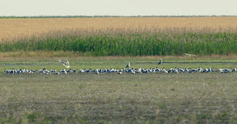 Flock of Mediterranean Gulls on Open Fields Stock Footage 255773544