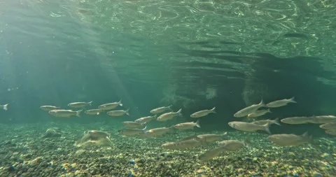 A flock of Mediterranean mullet in its natural habitat swims synchronously in Stock Footage 256297769