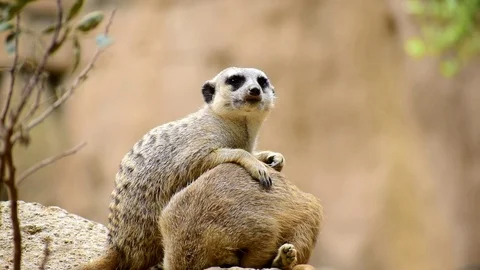 A flock of Meerkats or Suricates Видео 114956347
