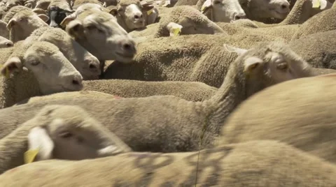 Flock of merino sheeps close up Video stock 51659338