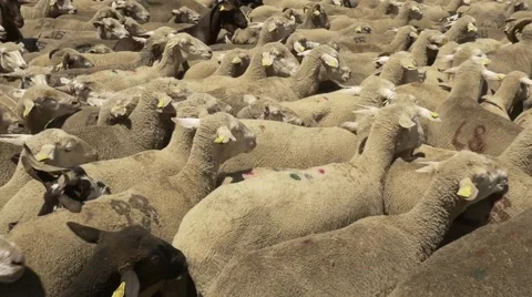 Flock of merino sheeps close up Video stock 51659550