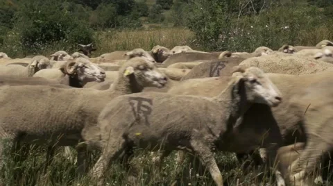 Flock of merino sheeps Video stock 51659553