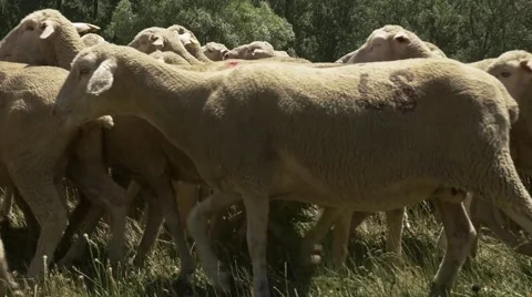 Flock of merino sheeps Video stock 51659795