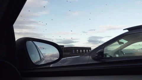 Flock of midges flying around at Lake Mývatn in Iceland. POV car mirror Video stock 260366223