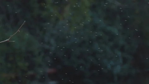 A flock of midges Outdoors Video stock 83688424