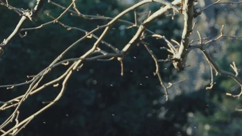 A flock of midges Outdoors Video stock 83688784