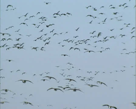 Flock of migrating Barnacle geese (Branta leucopsis) in flight Stock Footage 23353283