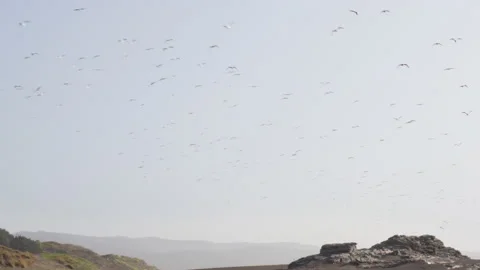 Flock of migrating birds passing by beach Stock Footage 138068024