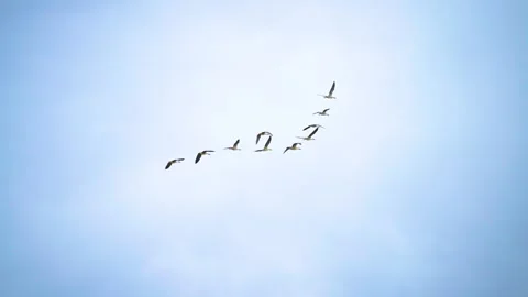 A flock of migrating birds under the blue sky Stock Footage 313938642