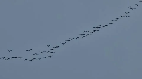 Flock of migrating Canadian geese Stock Video Pond5