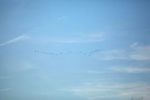 Flock of migrating ducks grouping in formation Foto stock