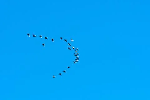Flock with migrating Eider ducks Stock Photos