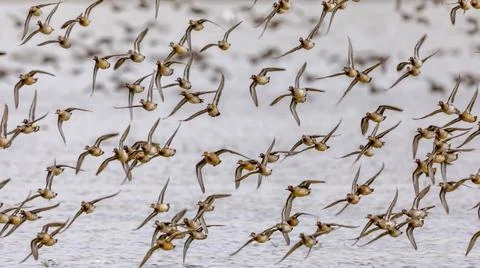 Flock of migrating Eurasian teal Foto stock