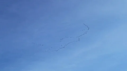 Flock of migrating geese flying in the blue sky, Finland Stock Footage 118573405