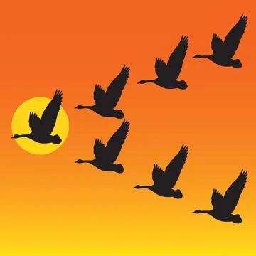 Flock of migrating geese flying in vee formation against sunset or sunrise. Stock Illustration